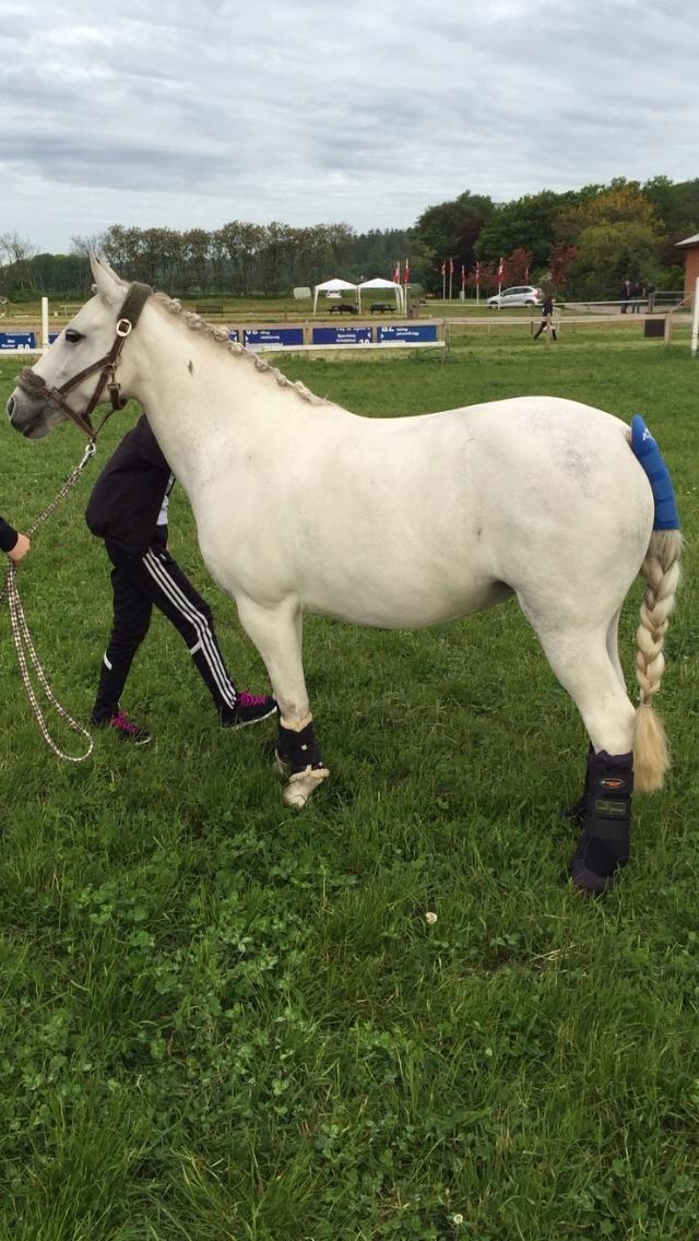 Anden særlig race Torpegaards Maddy billede 9