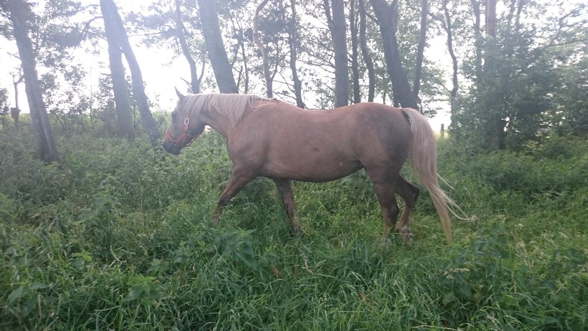 Palomino kærligheds ponyen Troja(SELVSKABSPONY) R.I.P.  billede 24