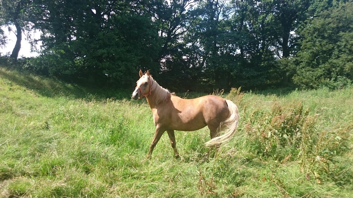 Palomino kærligheds ponyen Troja(SELVSKABSPONY) R.I.P.  billede 26