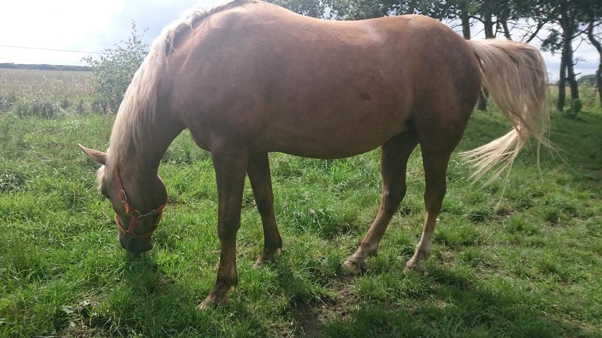 Palomino kærligheds ponyen Troja(SELVSKABSPONY) R.I.P.  billede 23