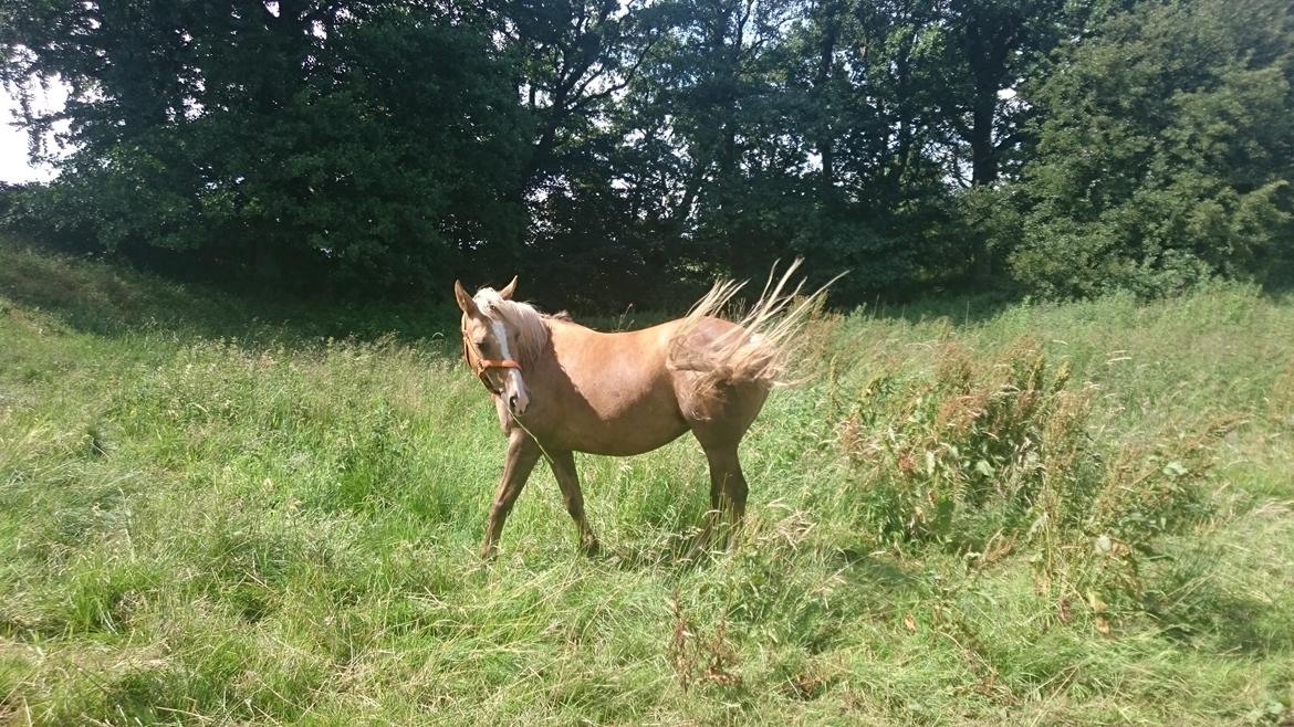 Palomino kærligheds ponyen Troja(SELVSKABSPONY) R.I.P.  billede 25