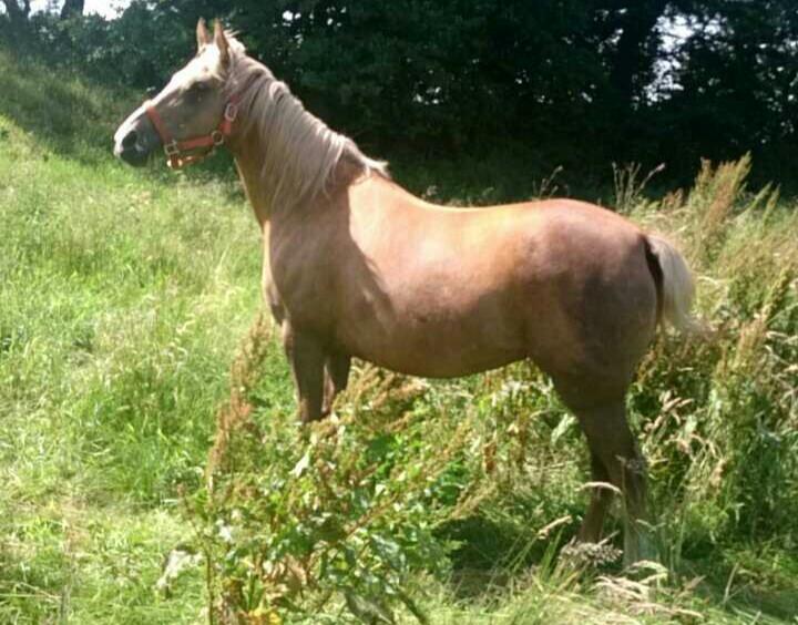 Palomino kærligheds ponyen Troja(SELVSKABSPONY) R.I.P.  billede 3