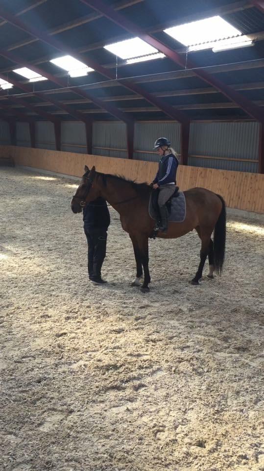 Dansk Varmblod Lancier billede 3