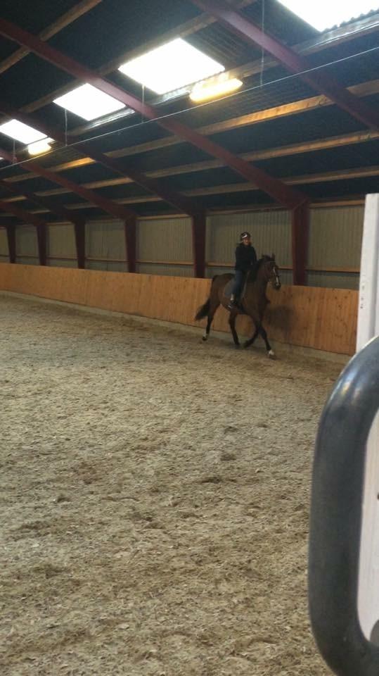 Dansk Varmblod Lancier billede 5