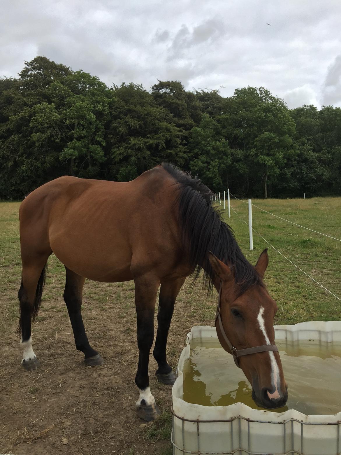 Dansk Varmblod Lancier - Han var alt for tynd billede 6
