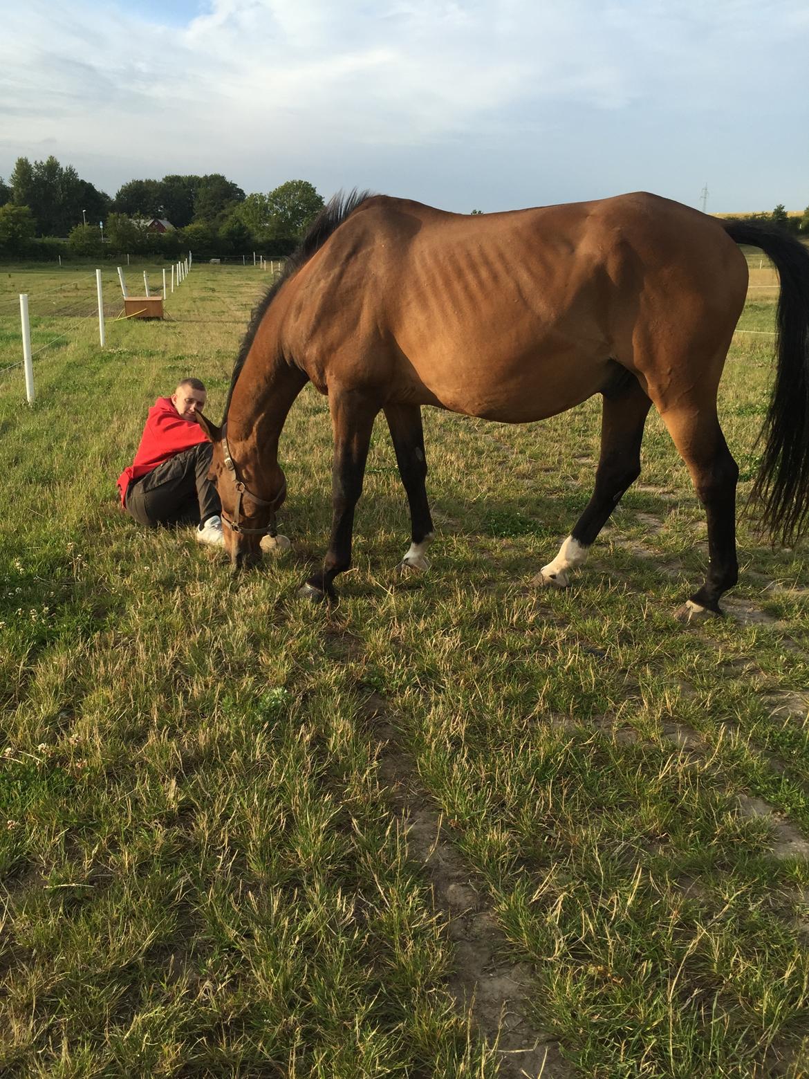 Dansk Varmblod Lancier billede 8