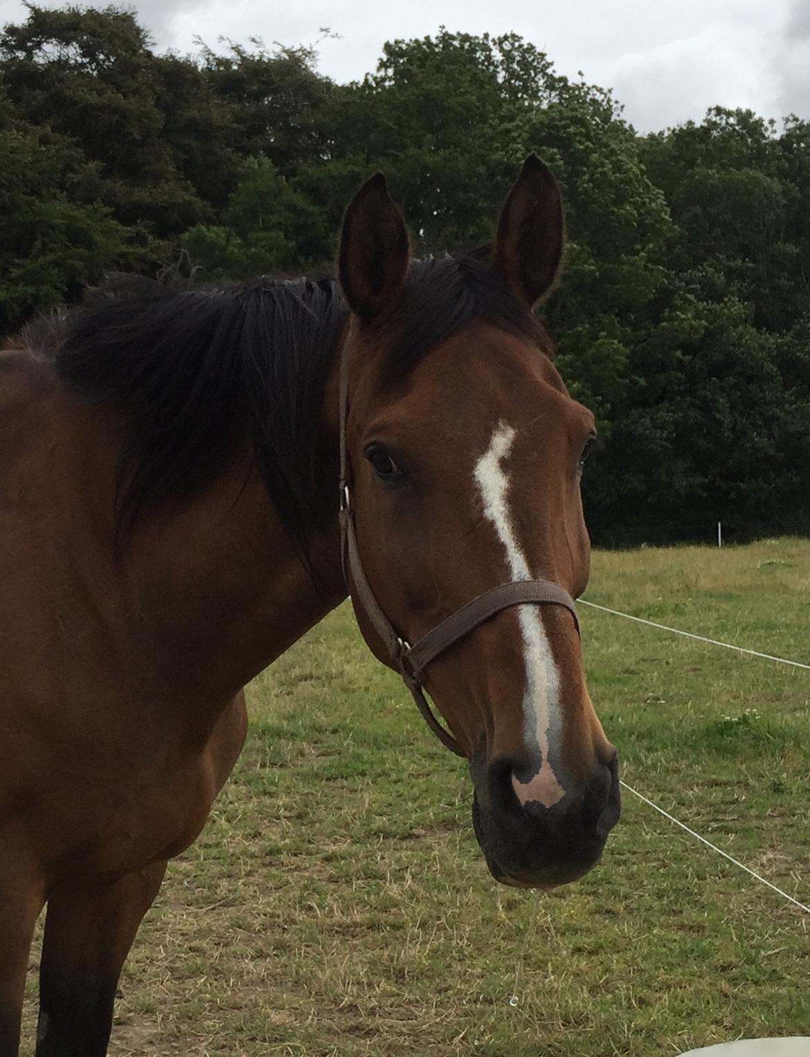 Dansk Varmblod Lancier - Dette billede synes jeg er super godt, har dette tatoveret på min ryg,, da jeg har været meget igennem med ham billede 7