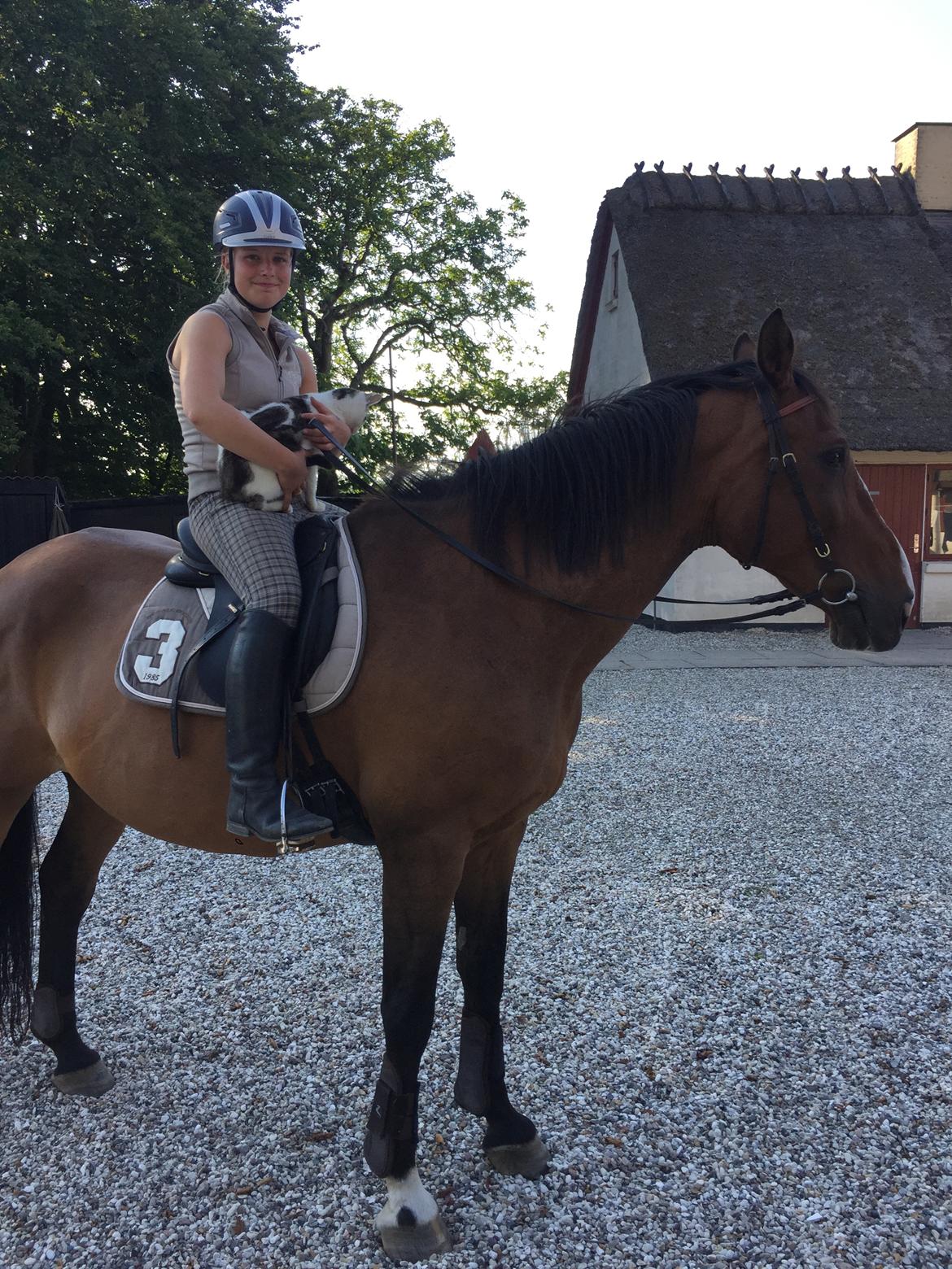 Dansk Varmblod Lancier billede 9