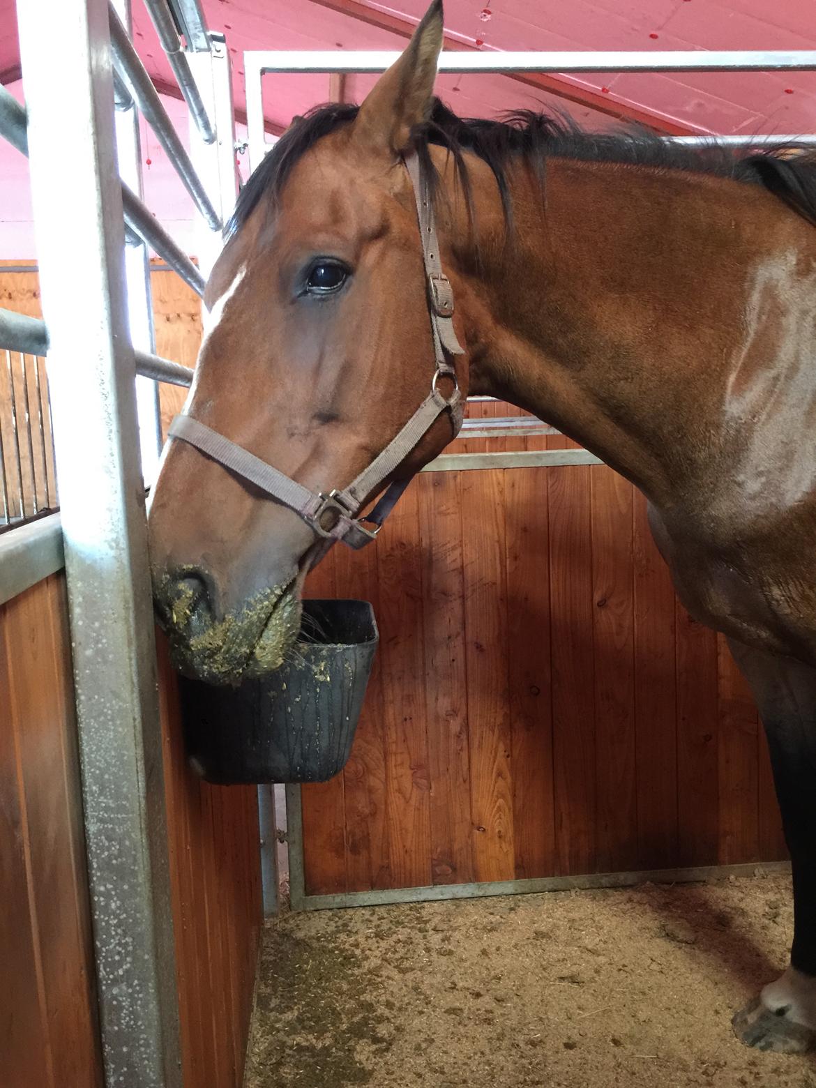 Dansk Varmblod Lancier billede 11