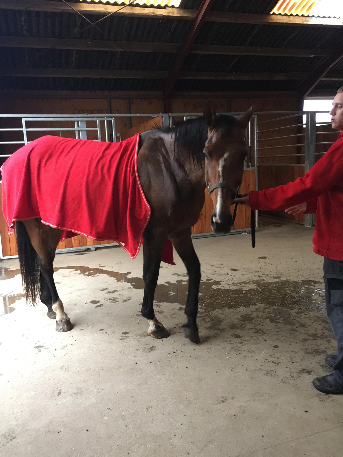 Dansk Varmblod Lancier billede 10