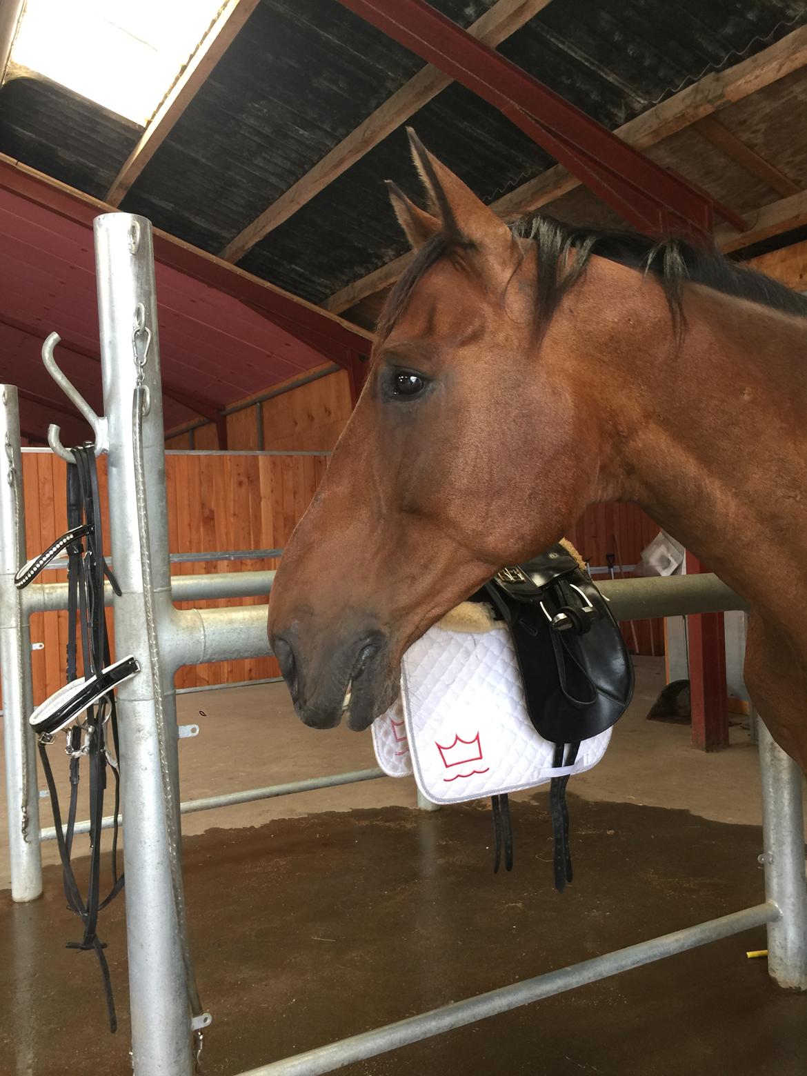 Dansk Varmblod Lancier billede 12