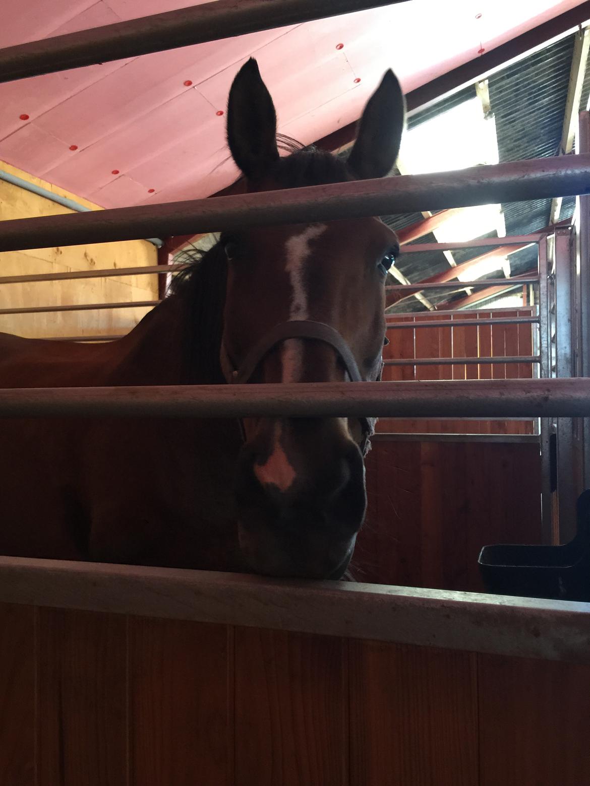 Dansk Varmblod Lancier billede 13