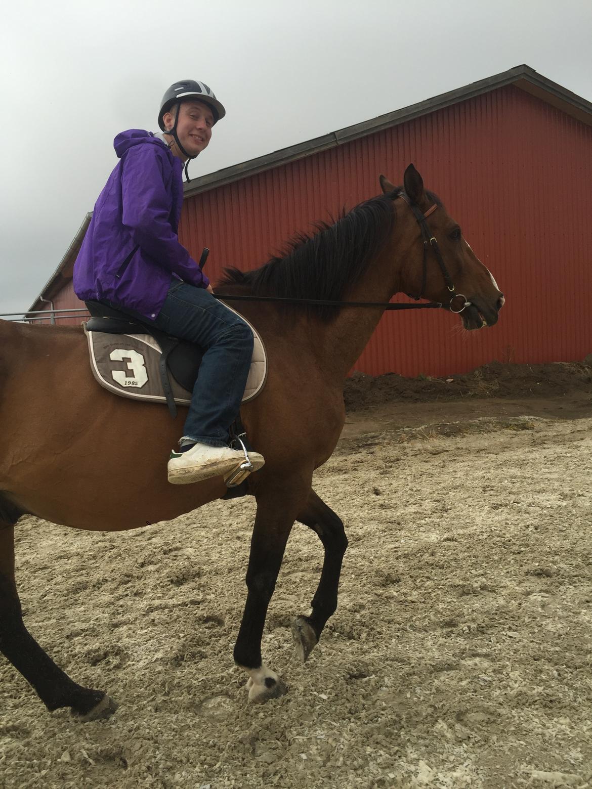 Dansk Varmblod Lancier billede 14