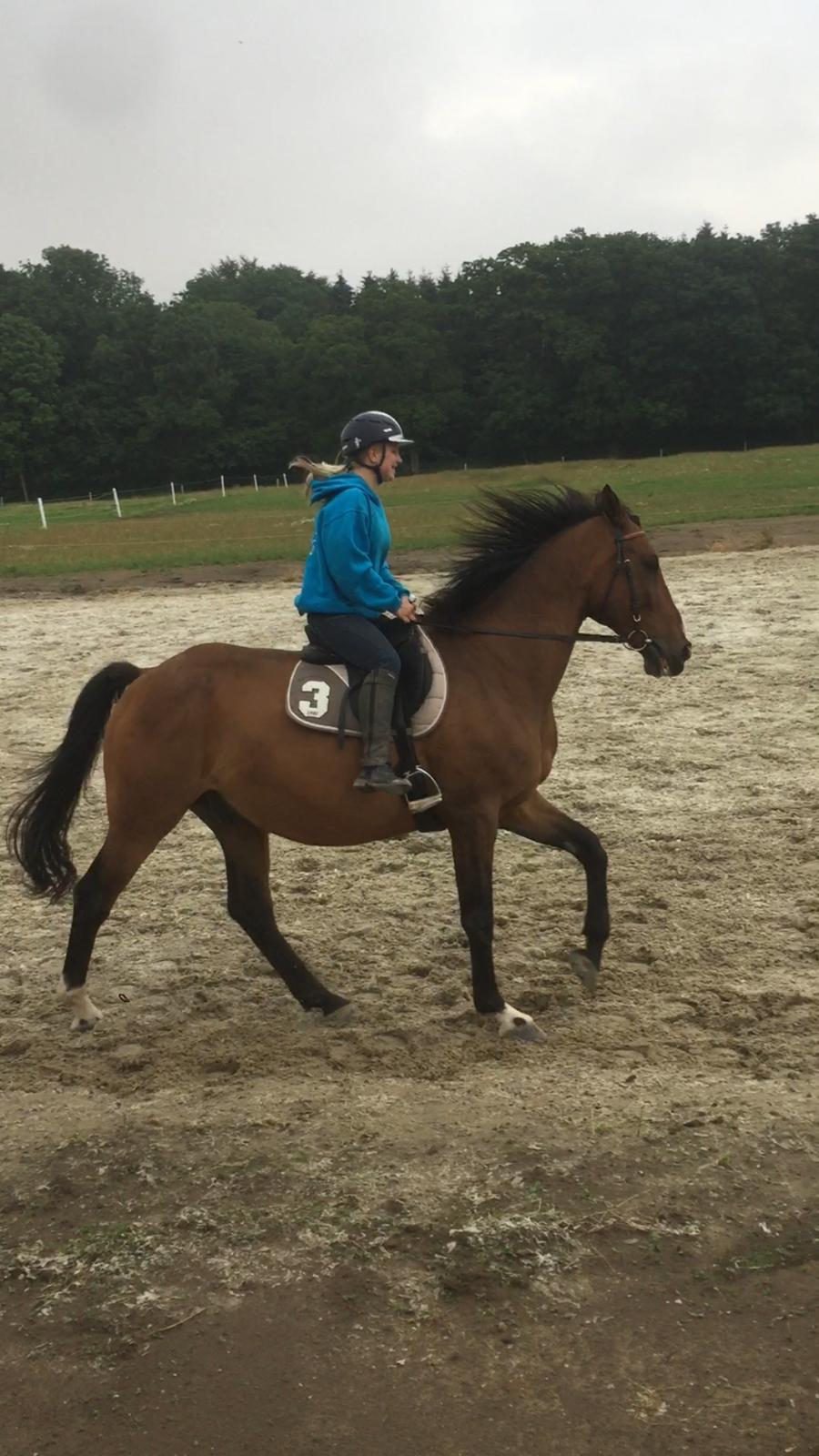 Dansk Varmblod Lancier billede 15