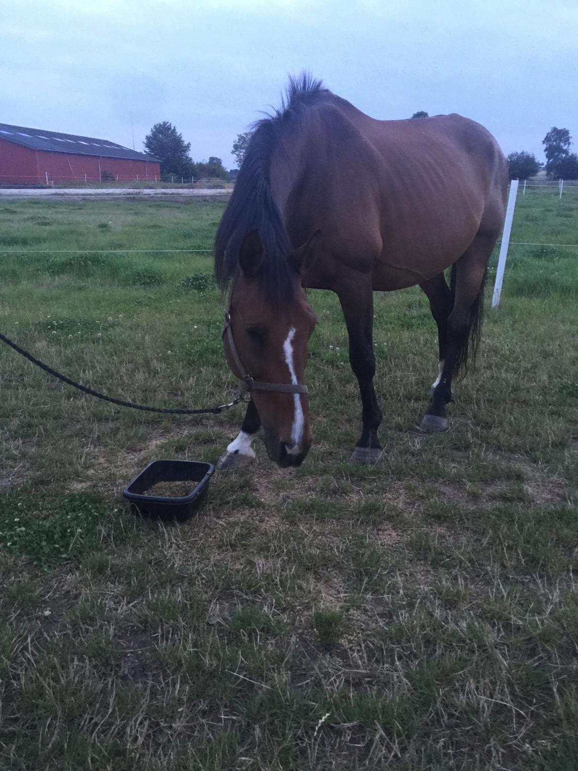 Dansk Varmblod Lancier billede 16