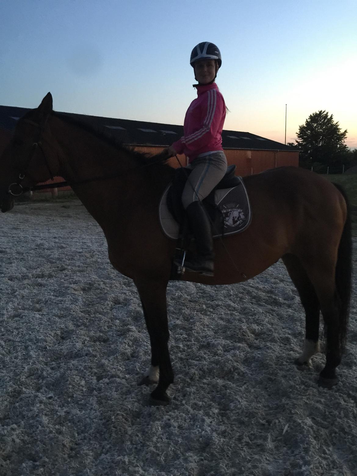 Dansk Varmblod Lancier billede 17