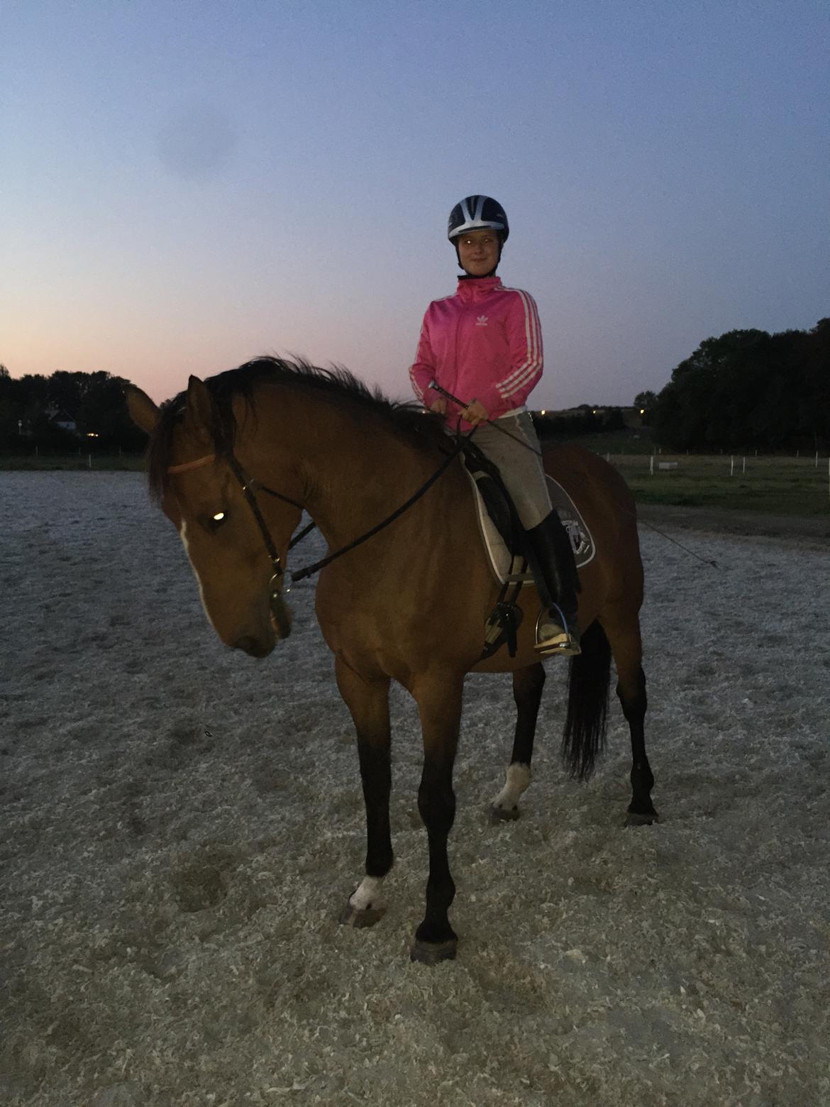 Dansk Varmblod Lancier billede 18