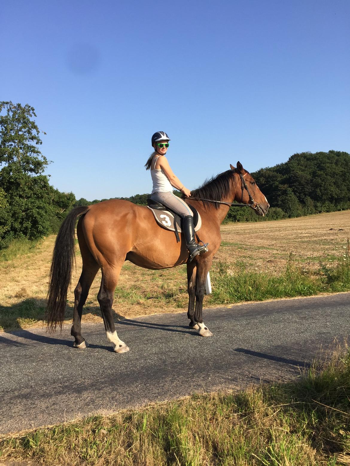 Dansk Varmblod Lancier billede 20