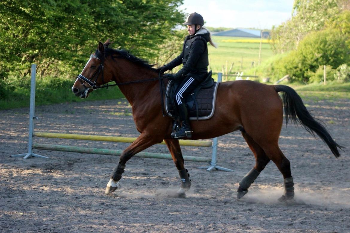 Traver Nikolaj Hovmand billede 13
