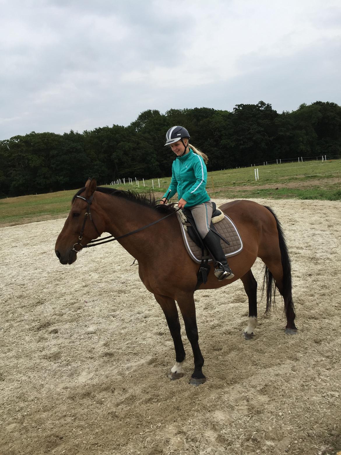 Dansk Varmblod Lancier billede 21