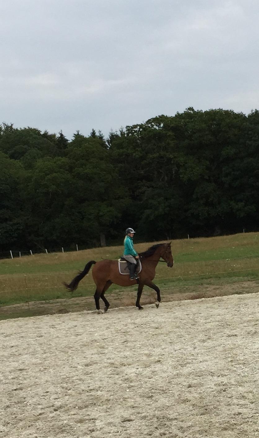 Dansk Varmblod Lancier billede 22