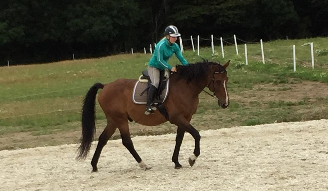 Dansk Varmblod Lancier billede 23