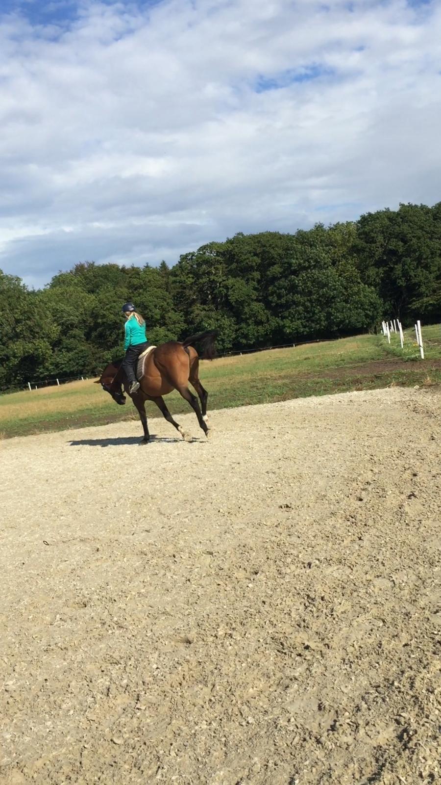 Dansk Varmblod Lancier billede 24