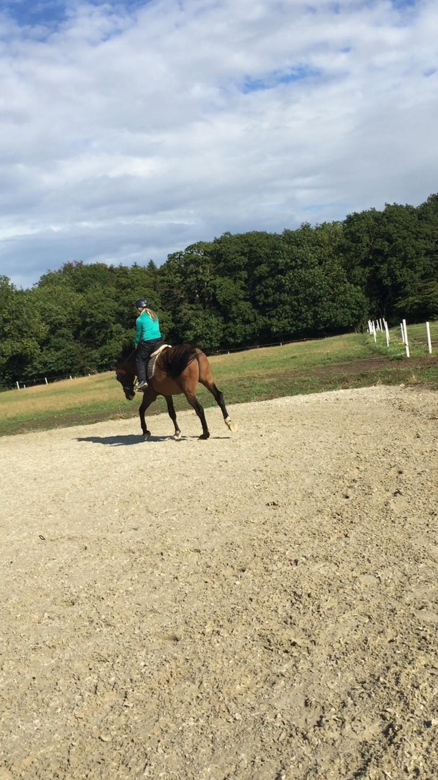 Dansk Varmblod Lancier billede 25