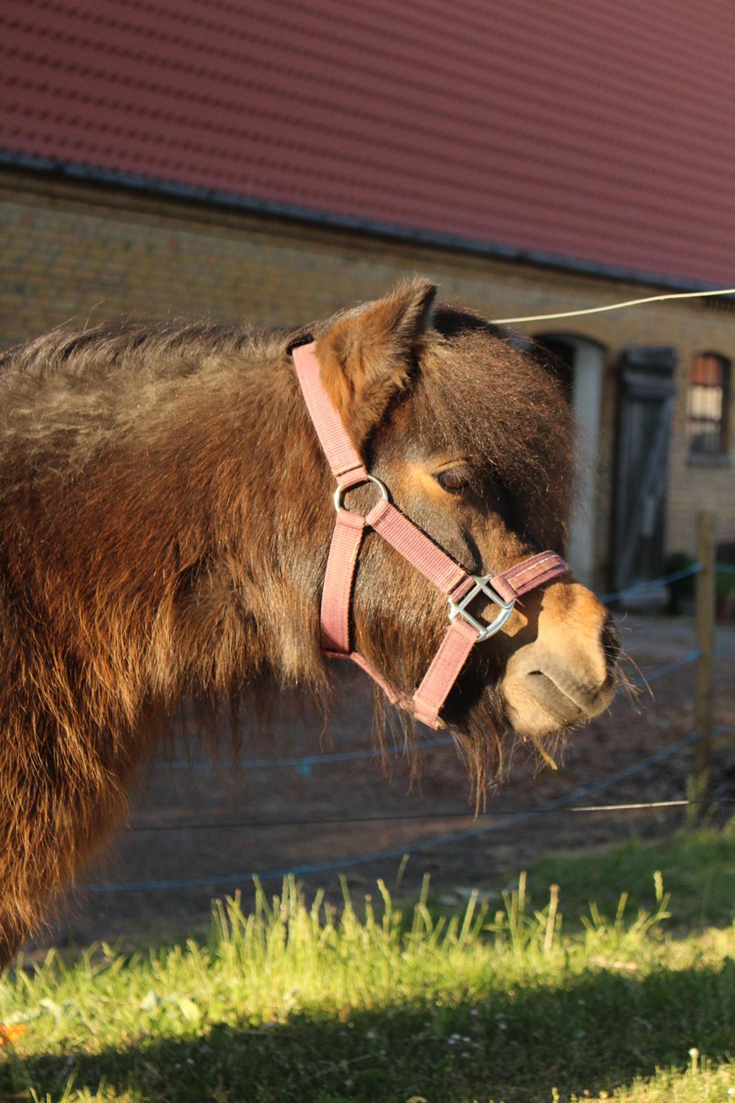 Anden særlig race Tulle (Trold) billede 11