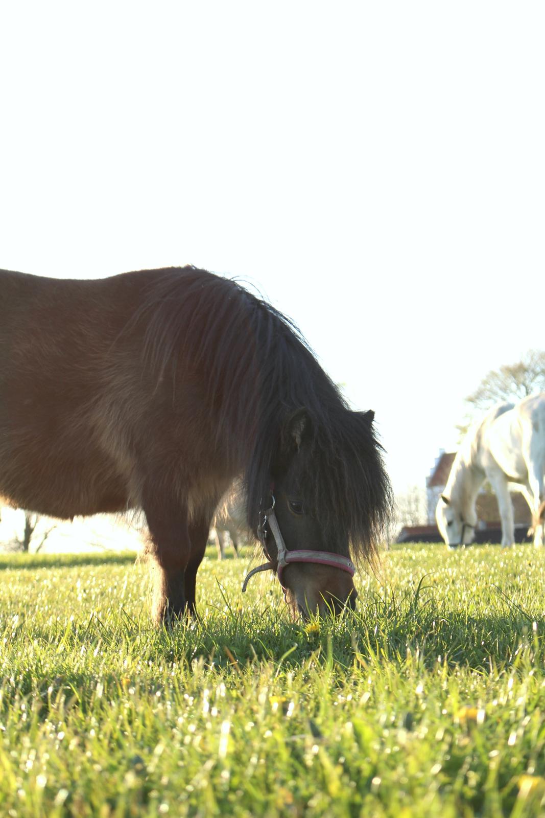 Anden særlig race Tulle (Trold) billede 6