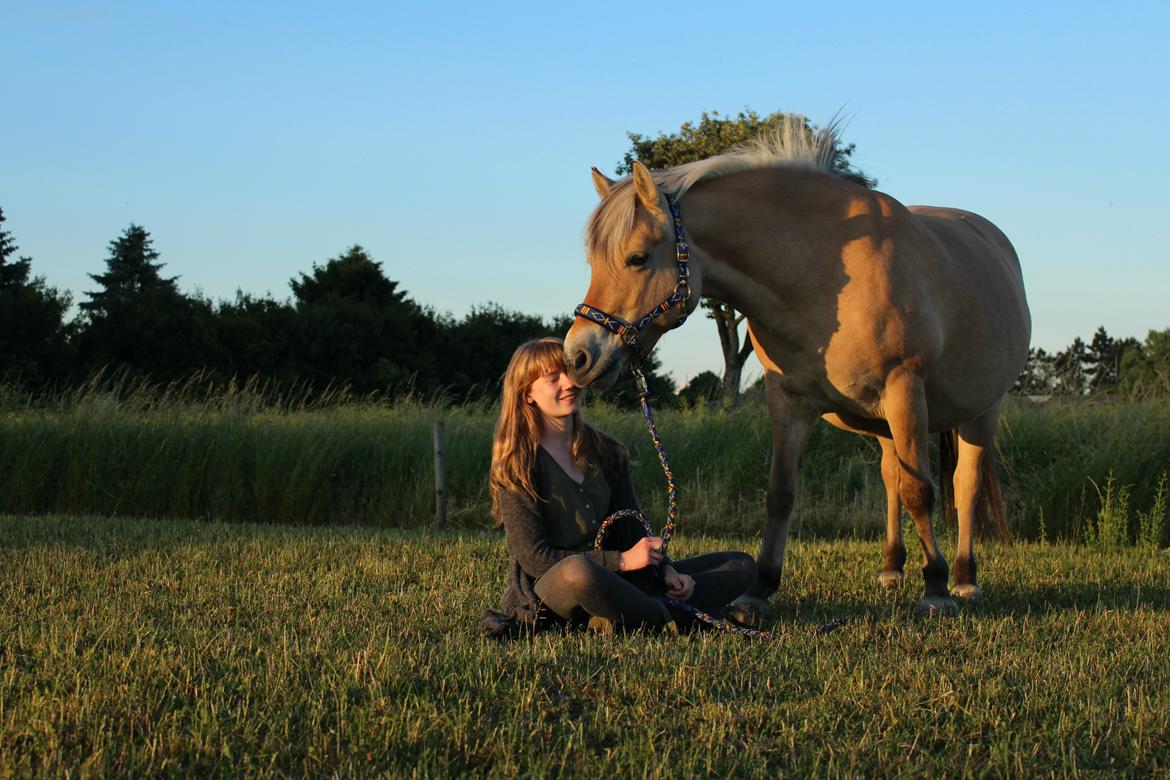 Fjordhest Lindelys Freja (Pony) billede 2