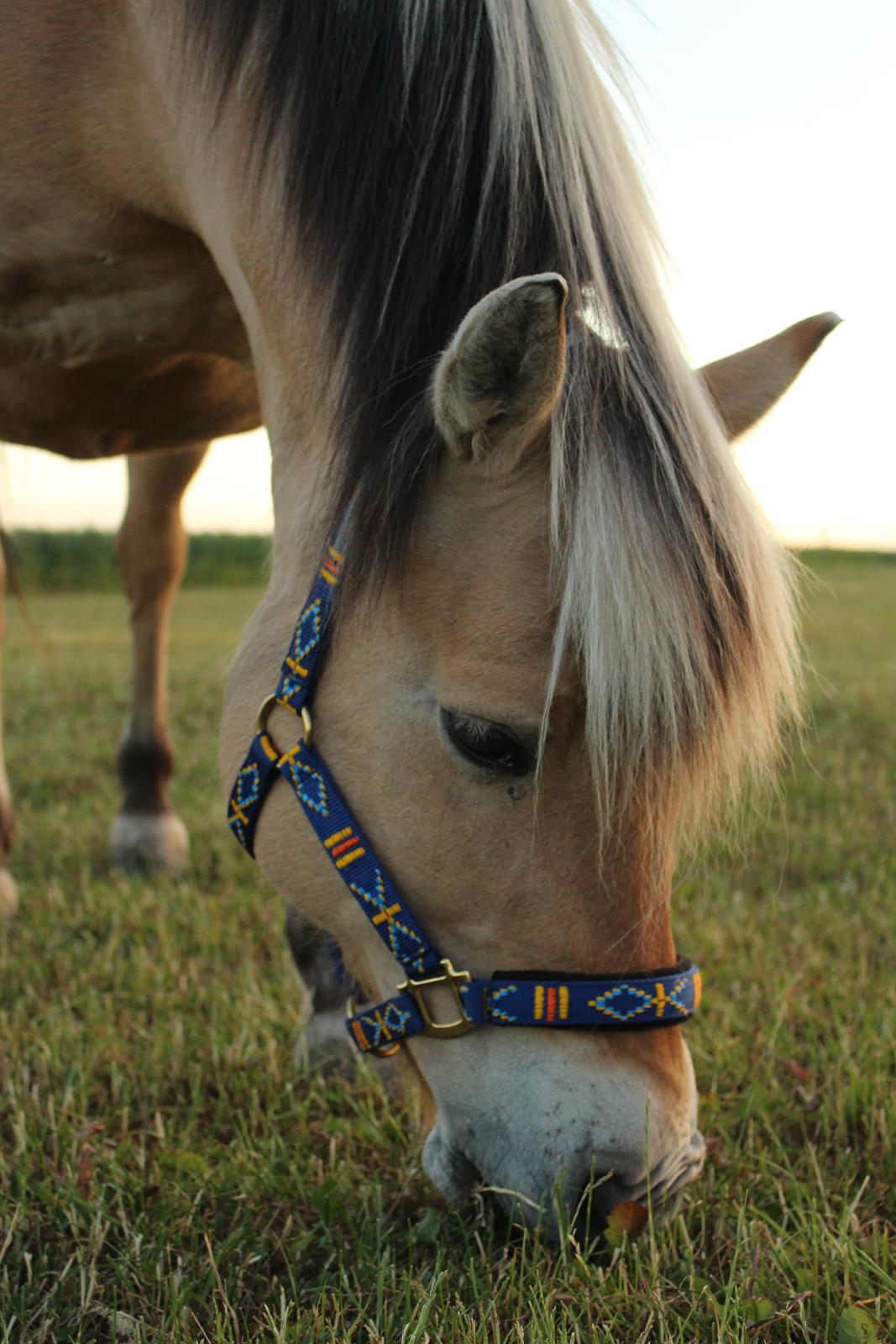 Fjordhest Lindelys Freja (Pony) billede 14