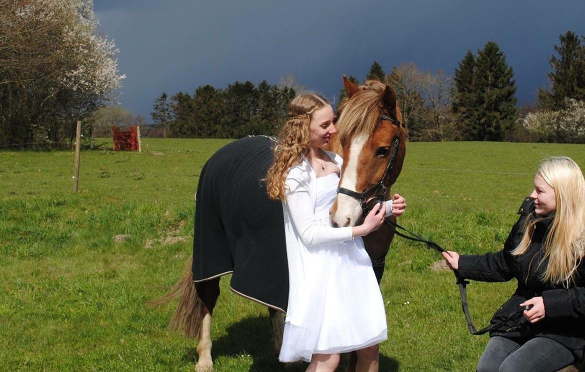 New Forest ADORER ARCHIBAL billede 17