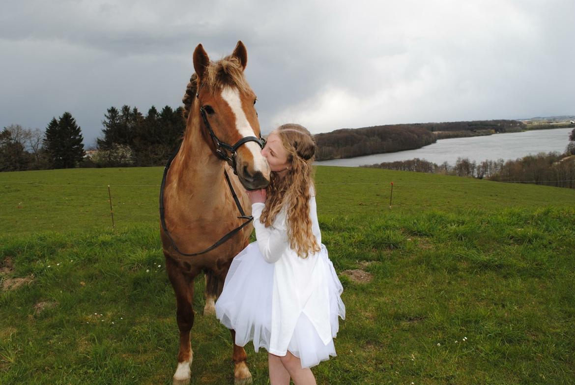 New Forest ADORER ARCHIBAL billede 18