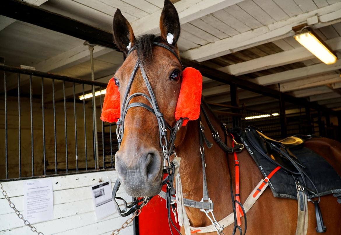 Traver Leve livet billede 24