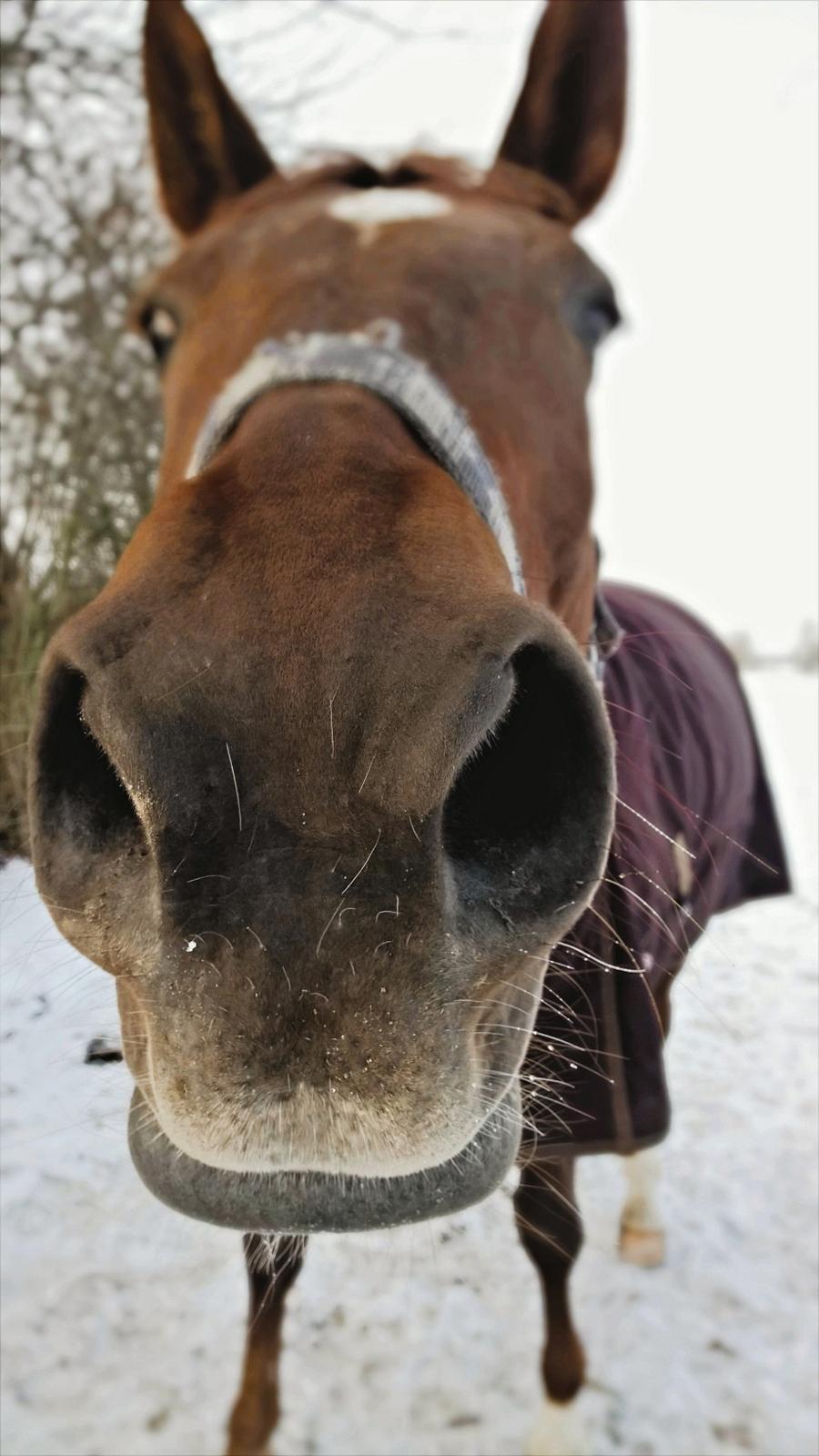 Dansk Varmblod Vortinggårds Aida *Hypse* 2001-2017 billede 6