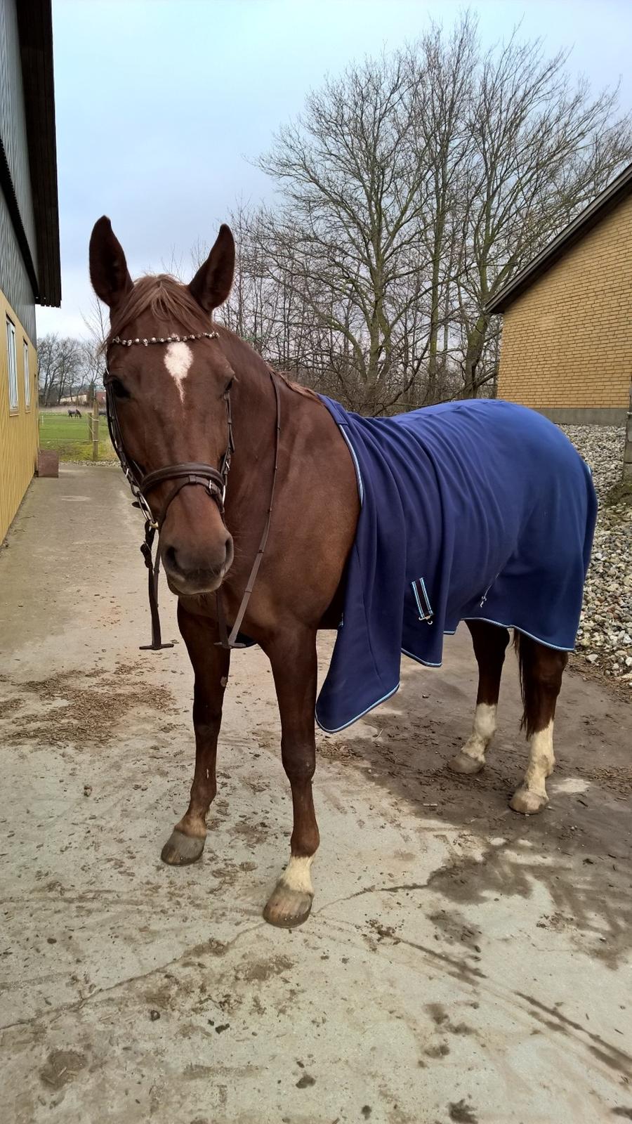 Dansk Varmblod Vortinggårds Aida *Hypse* 2001-2017 billede 5