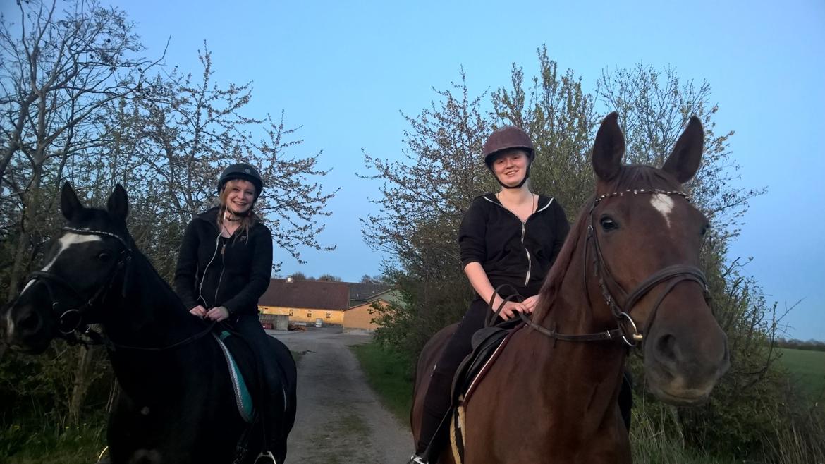 Dansk Varmblod Vortinggårds Aida *Hypse* 2001-2017 billede 18