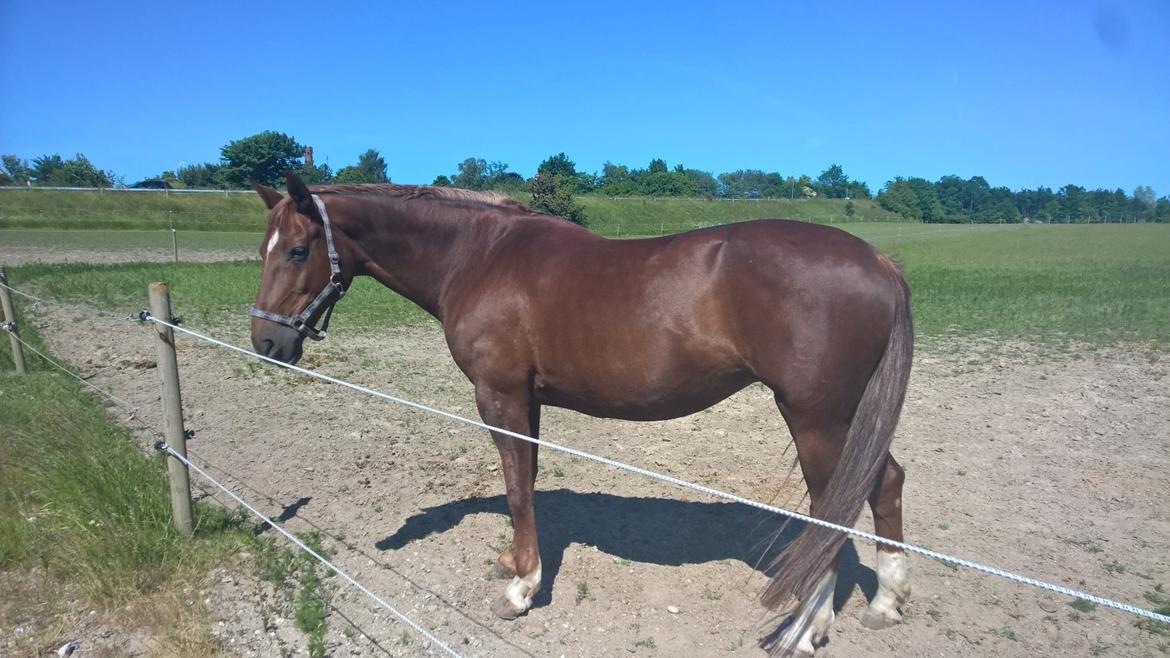 Dansk Varmblod Vortinggårds Aida *Hypse* 2001-2017 billede 4