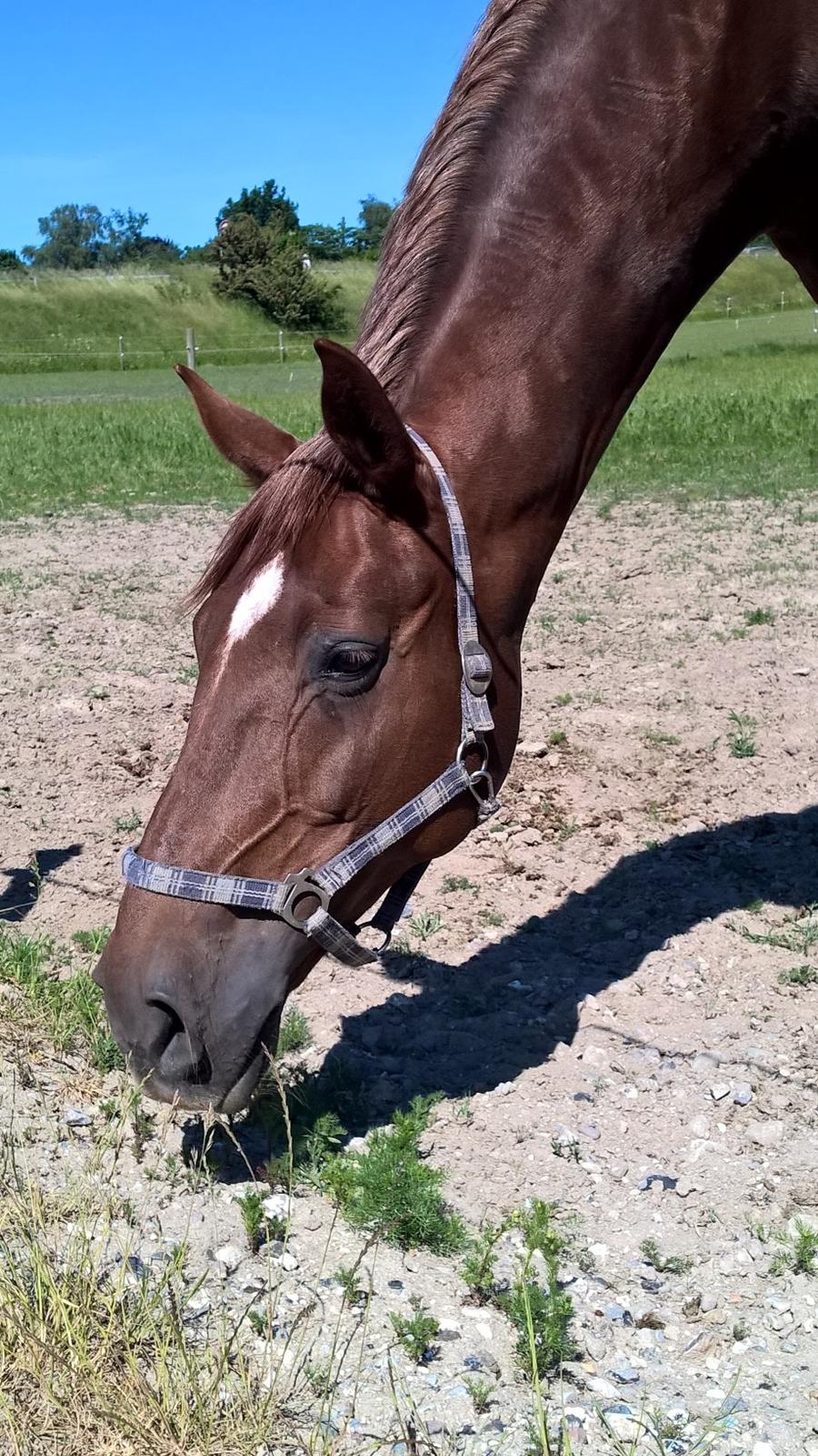 Dansk Varmblod Vortinggårds Aida *Hypse* 2001-2017 billede 3