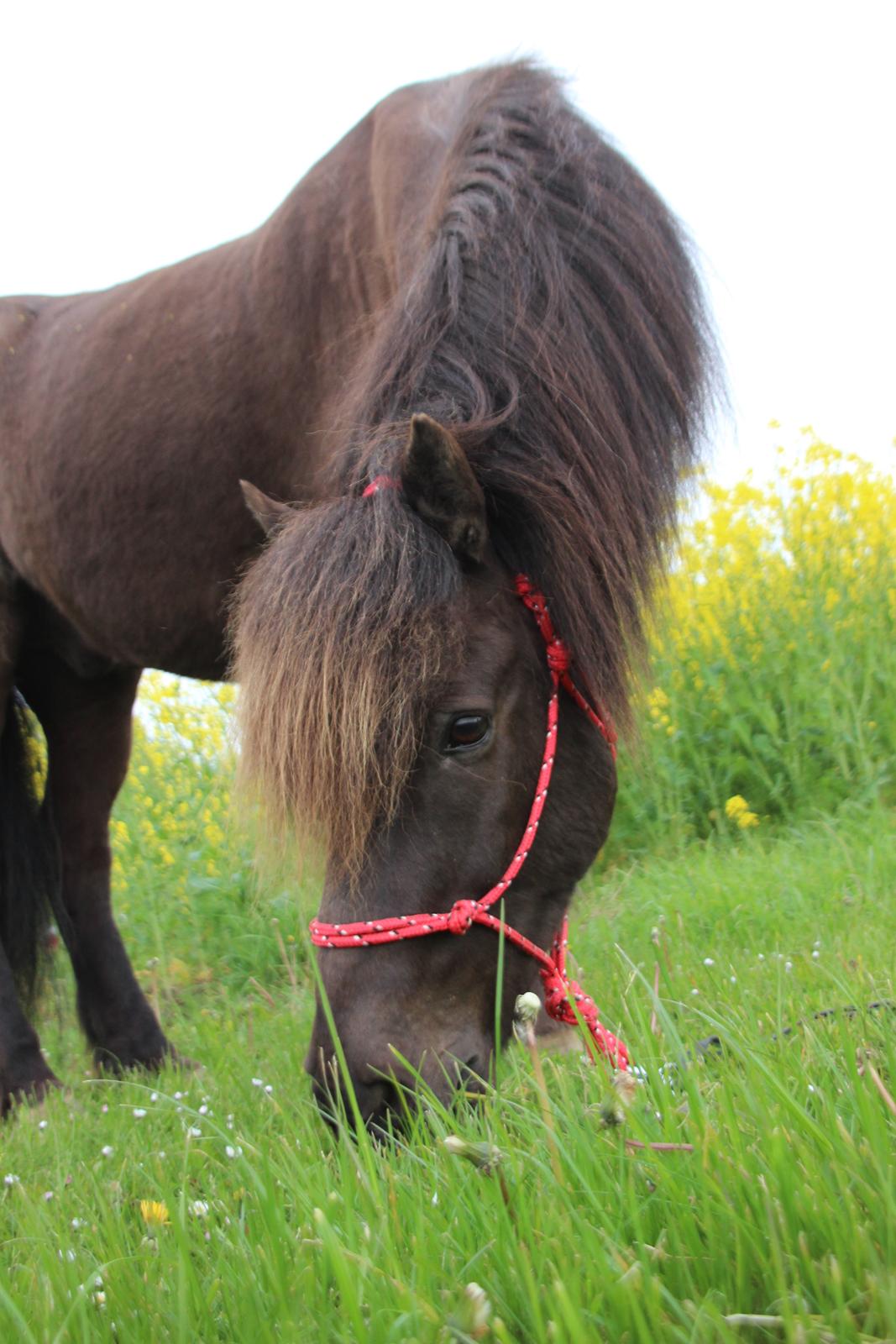 Islænder Spaði frá Úlfsstöðum billede 19