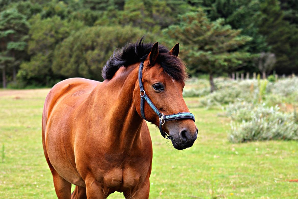 New Forest Rødtjørns Mr Ipkiss billede 1