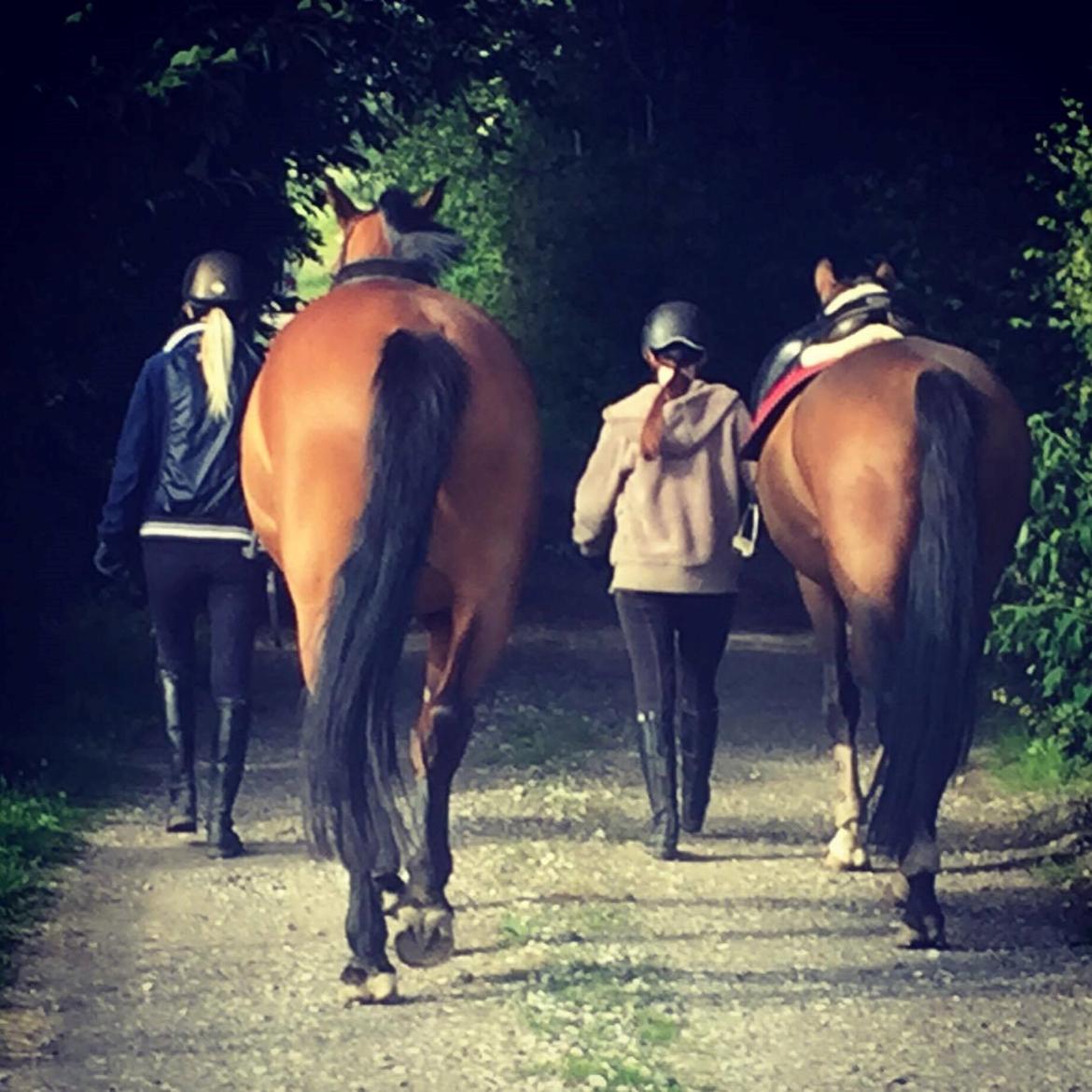 Dansk Varmblod Malu - S billede 9