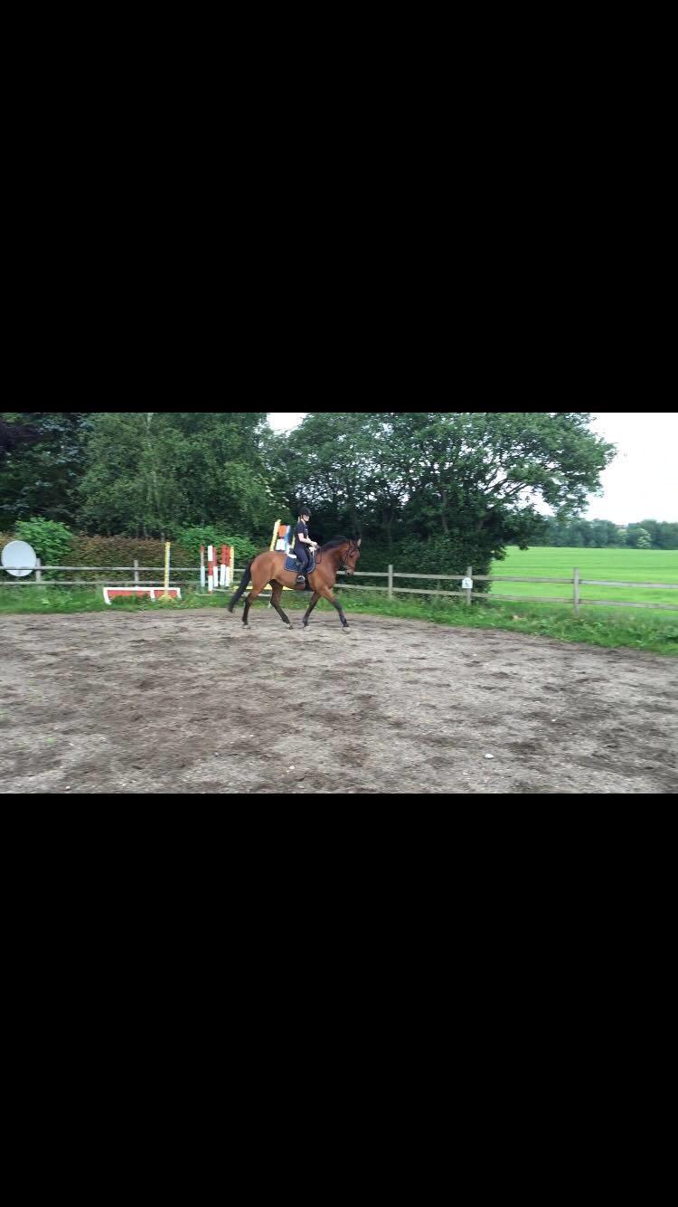 Dansk Varmblod Malu - S billede 16