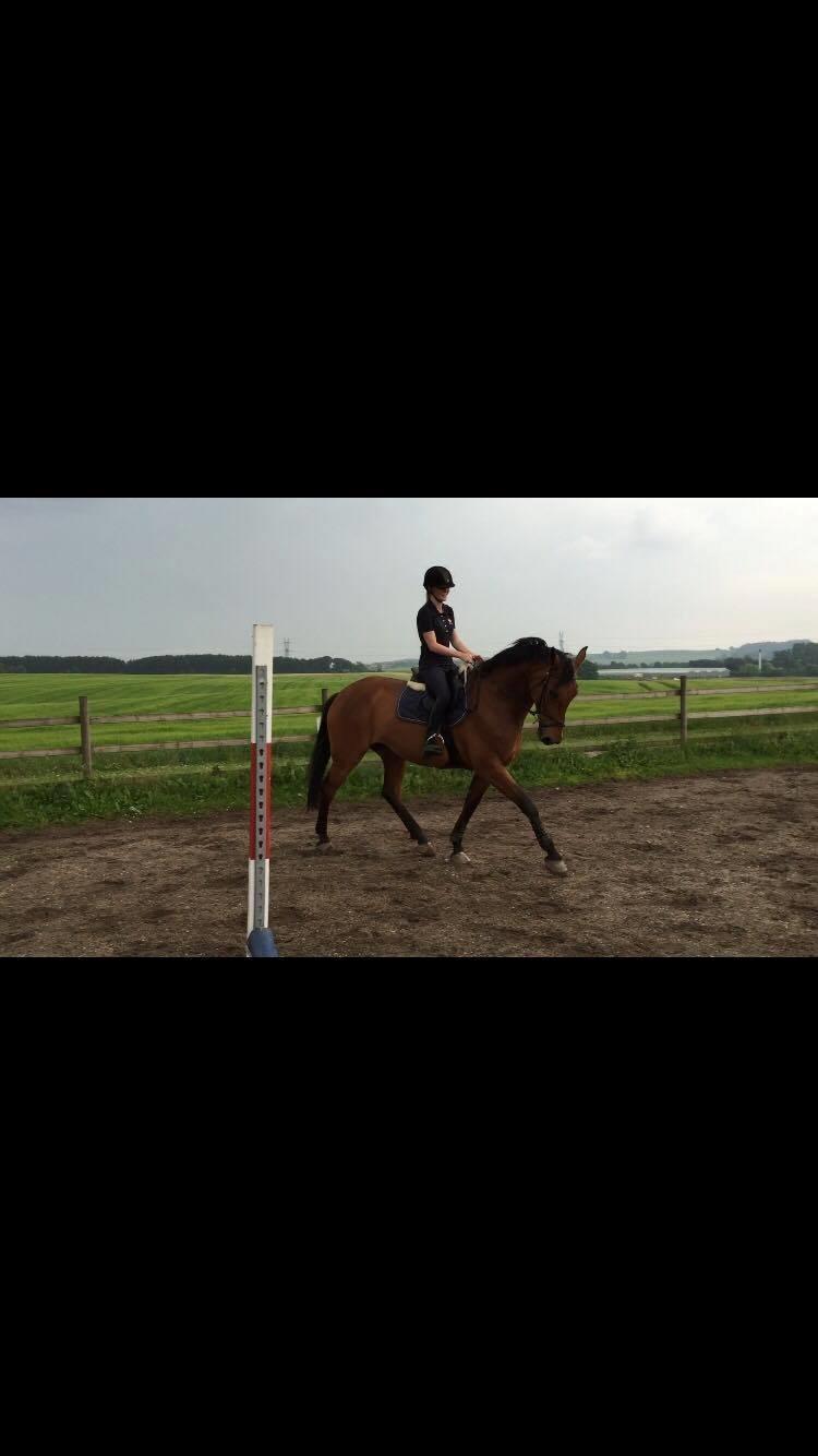 Dansk Varmblod Malu - S billede 2