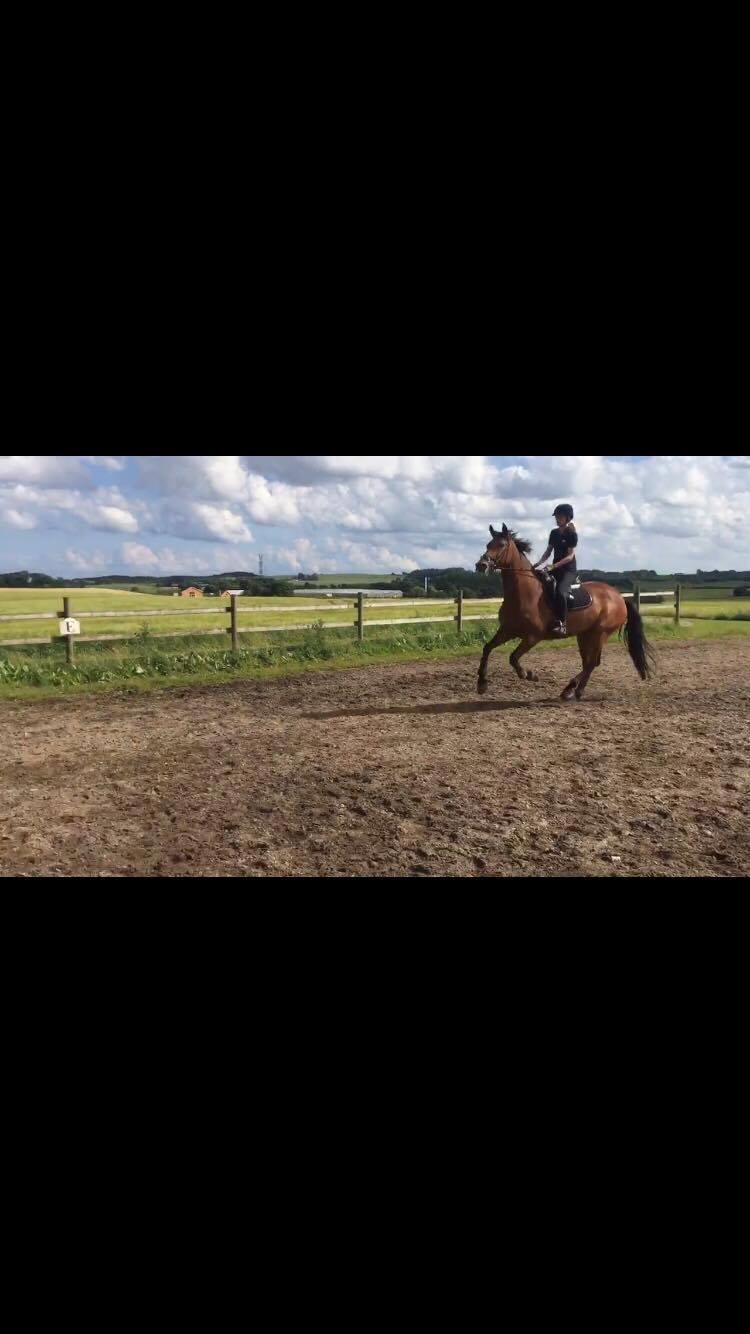 Dansk Varmblod Malu - S billede 15