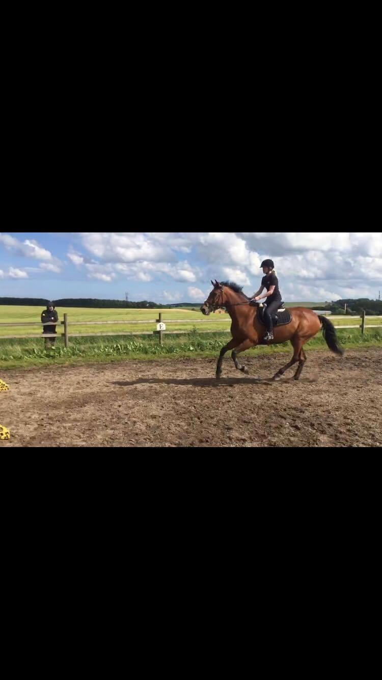 Dansk Varmblod Malu - S billede 5