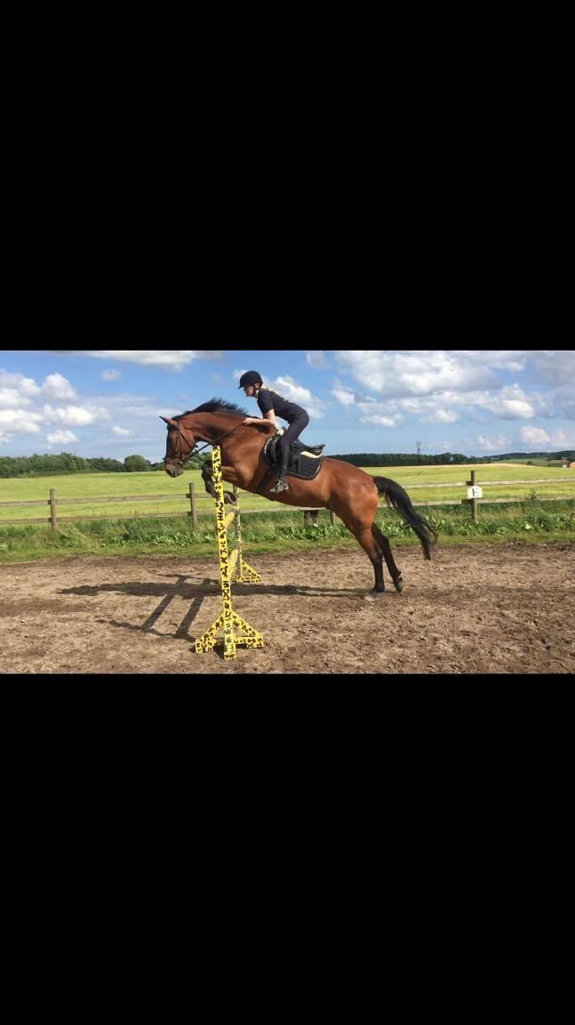 Dansk Varmblod Malu - S billede 6