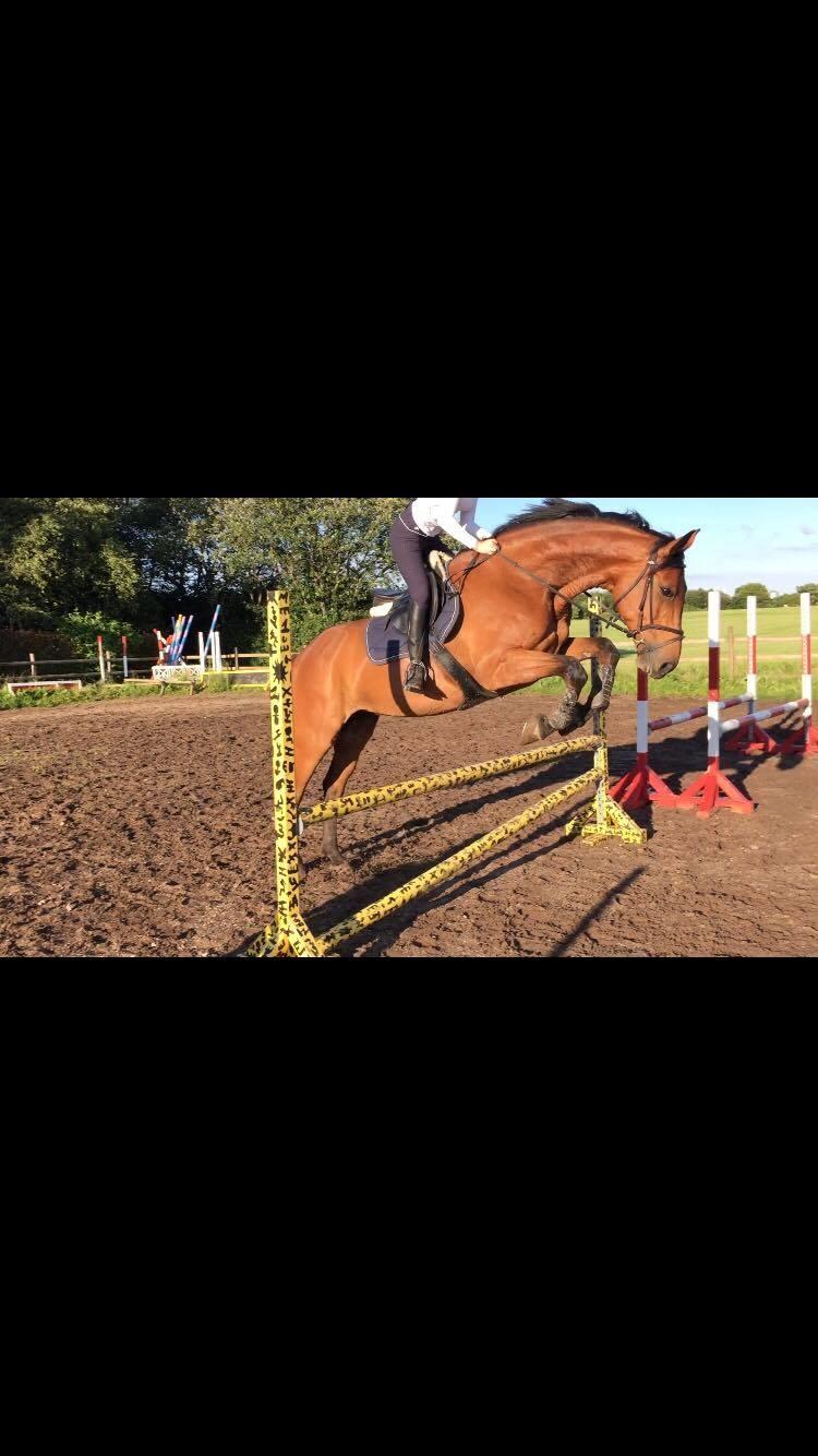 Dansk Varmblod Malu - S billede 17