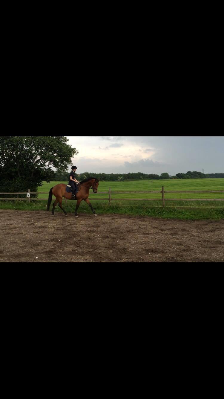 Dansk Varmblod Malu - S billede 19